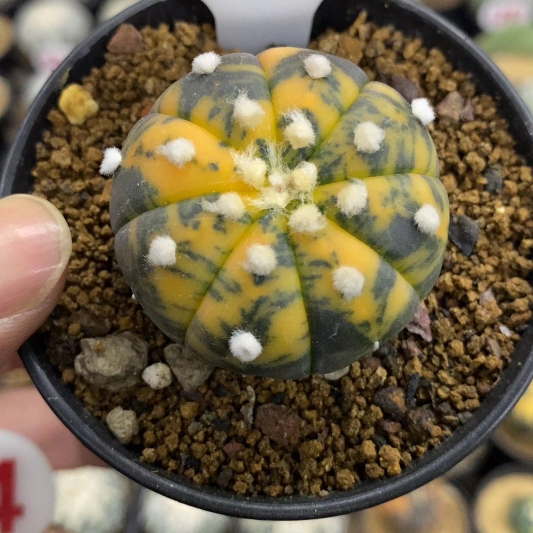 1004大绒花班兜锦福利