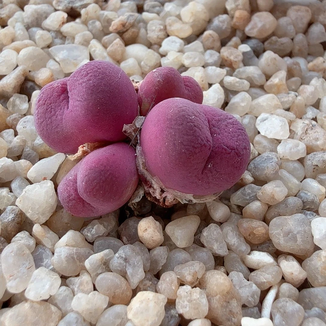 ?*炀多肉植物多肉植物 673 号
