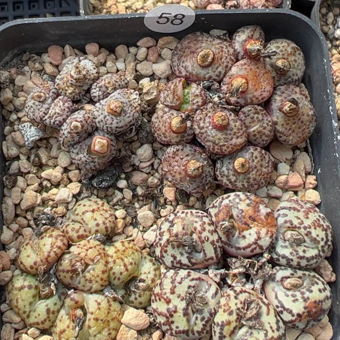 多肉植物1111111111111