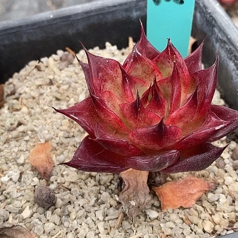 夜**兰602多肉植物老桩