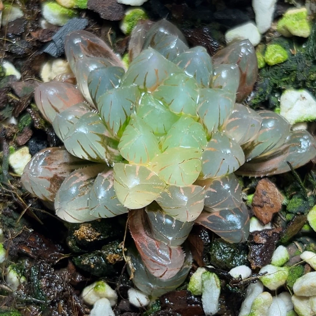 恭喜发财大吉大利0448