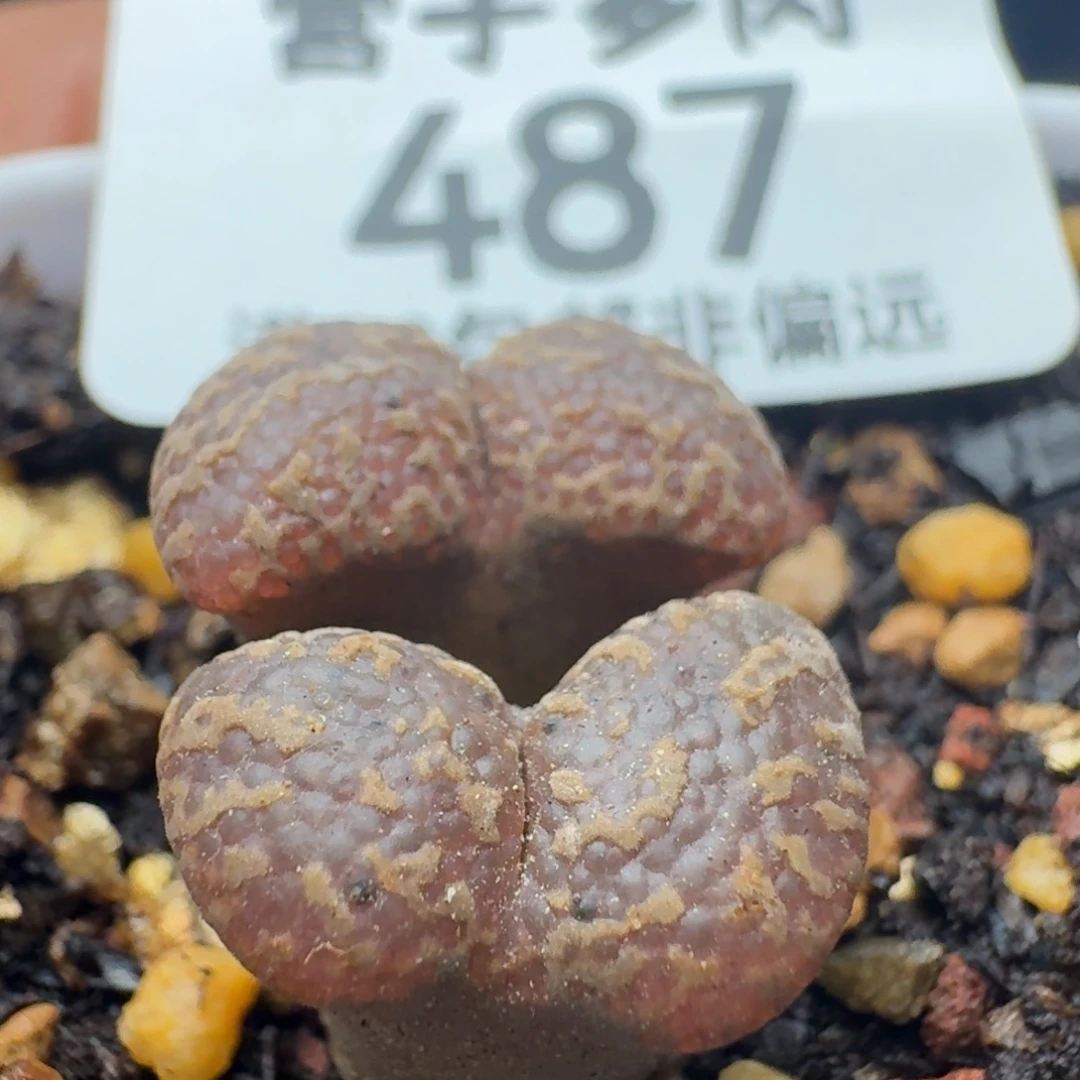 泡泡脱土。