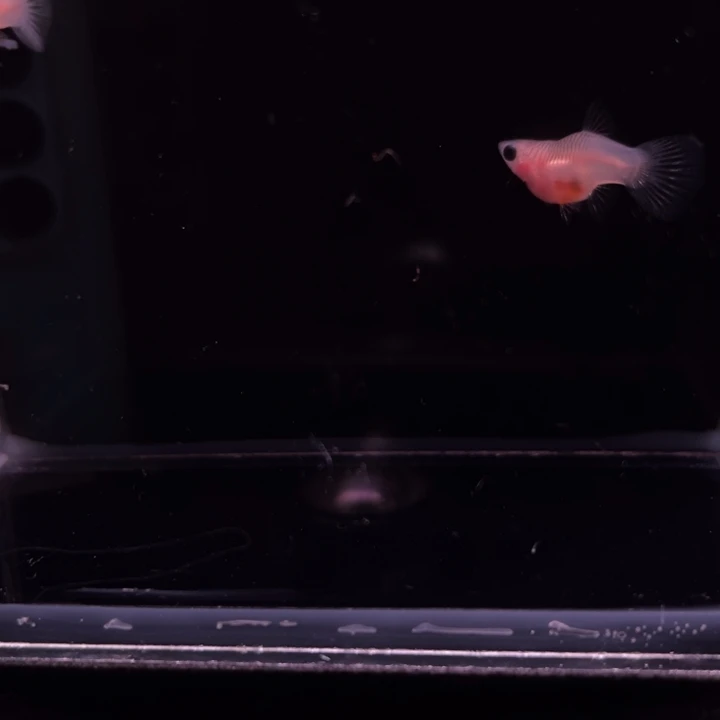 孔雀鱼粉猫幻彩玻璃猫1对