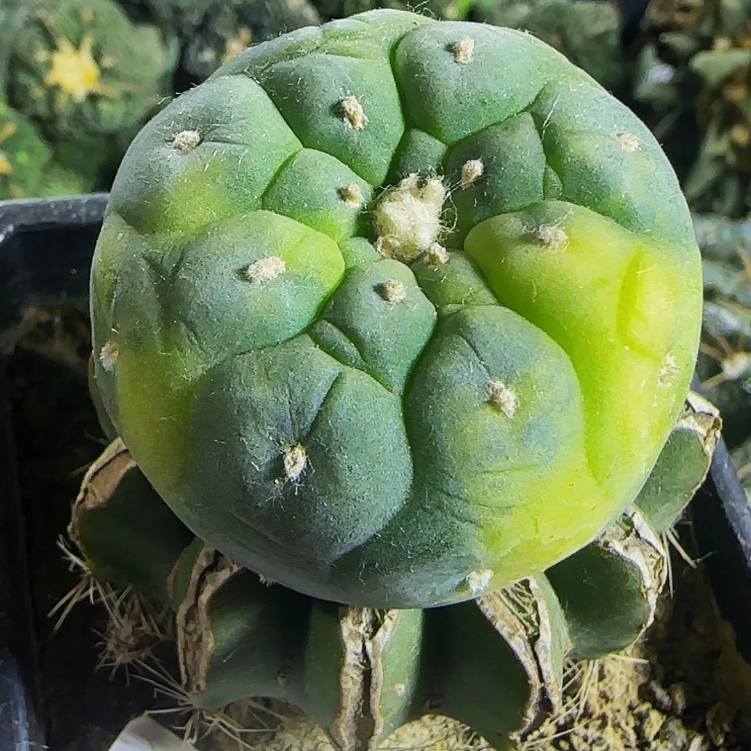 仙锦650仙人球开花