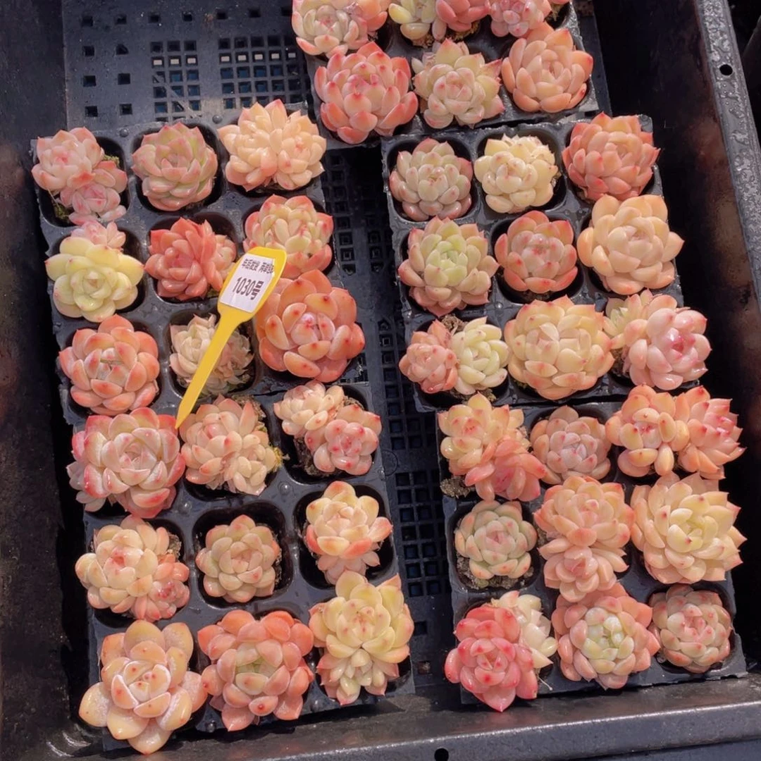 1030号白桃汽水组合九个