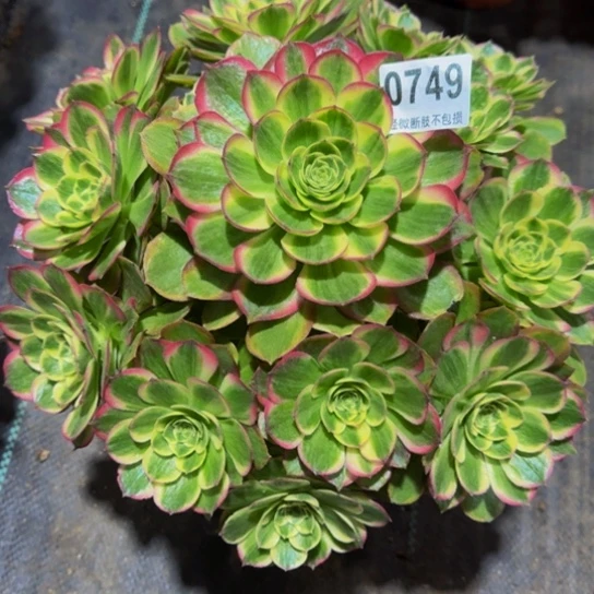 自***鱼粉体海王0749999999