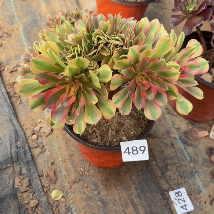 红袖缀多肉植物不包损489