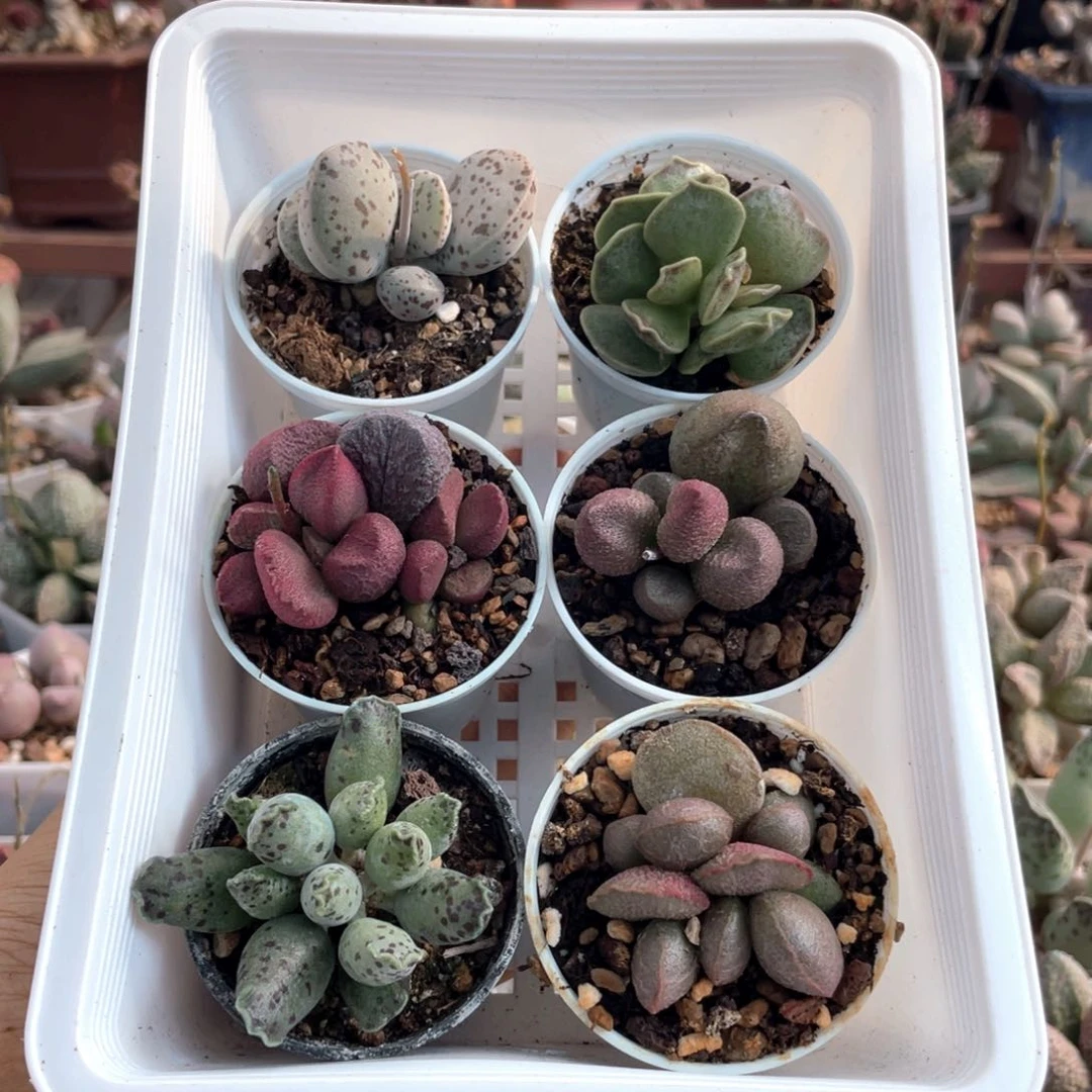 福利套餐6颗送叶片。 899。