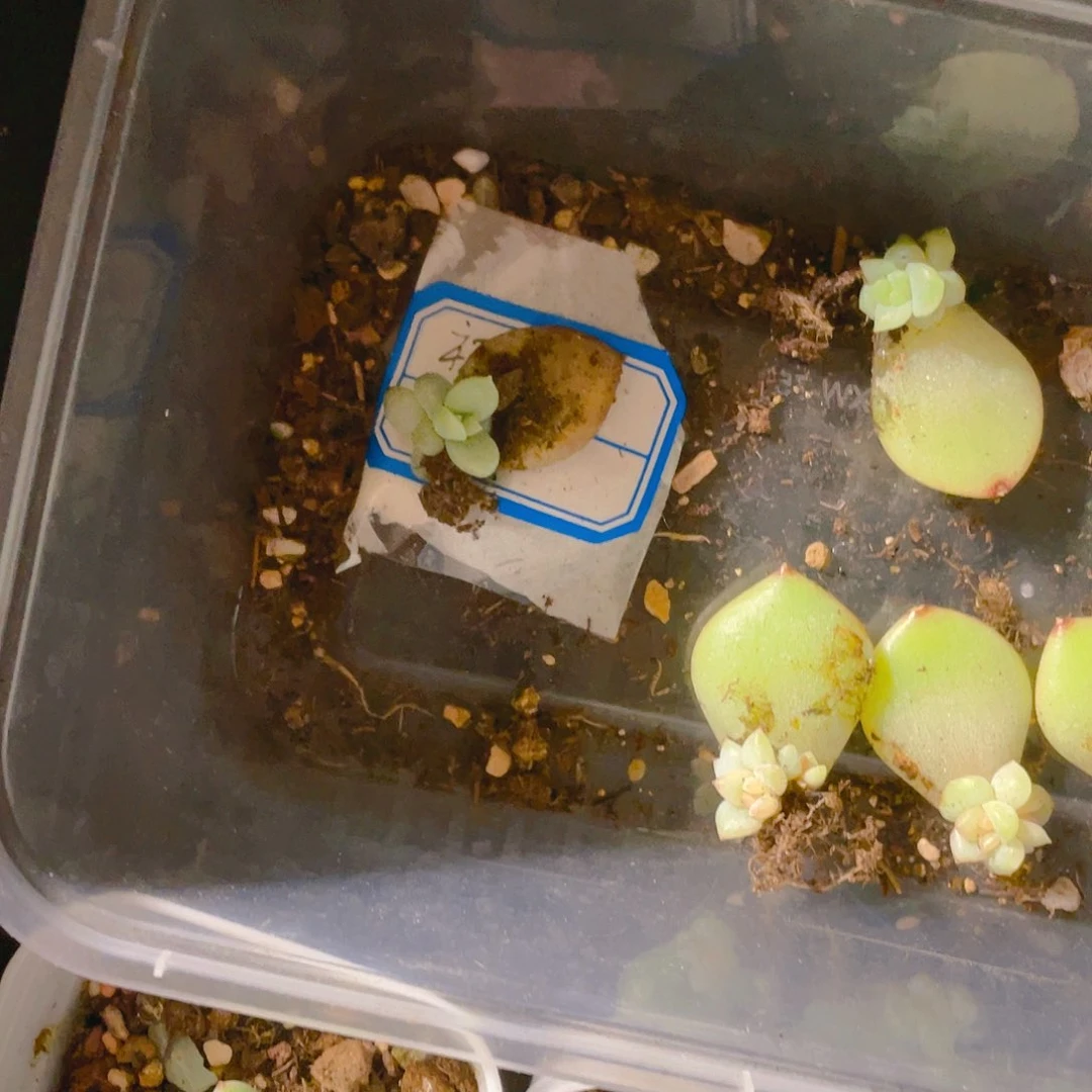 花*猫初露苗一个满25包邮