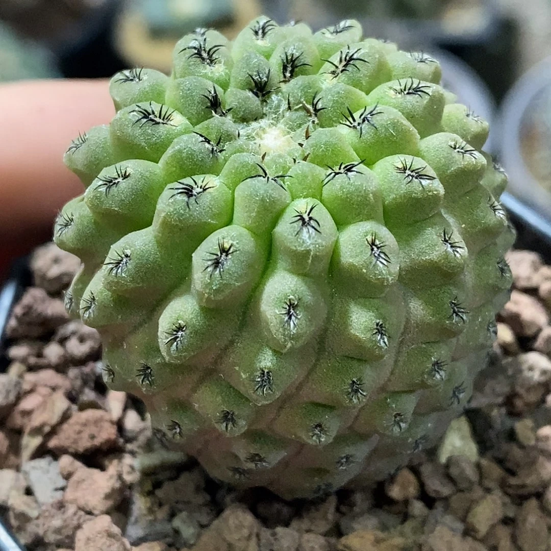 孤品实生特选株紫豹头福利4.2cm