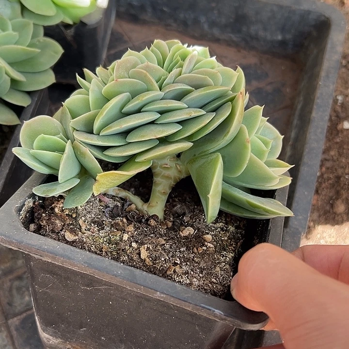 星娜塔群生缀化多肉