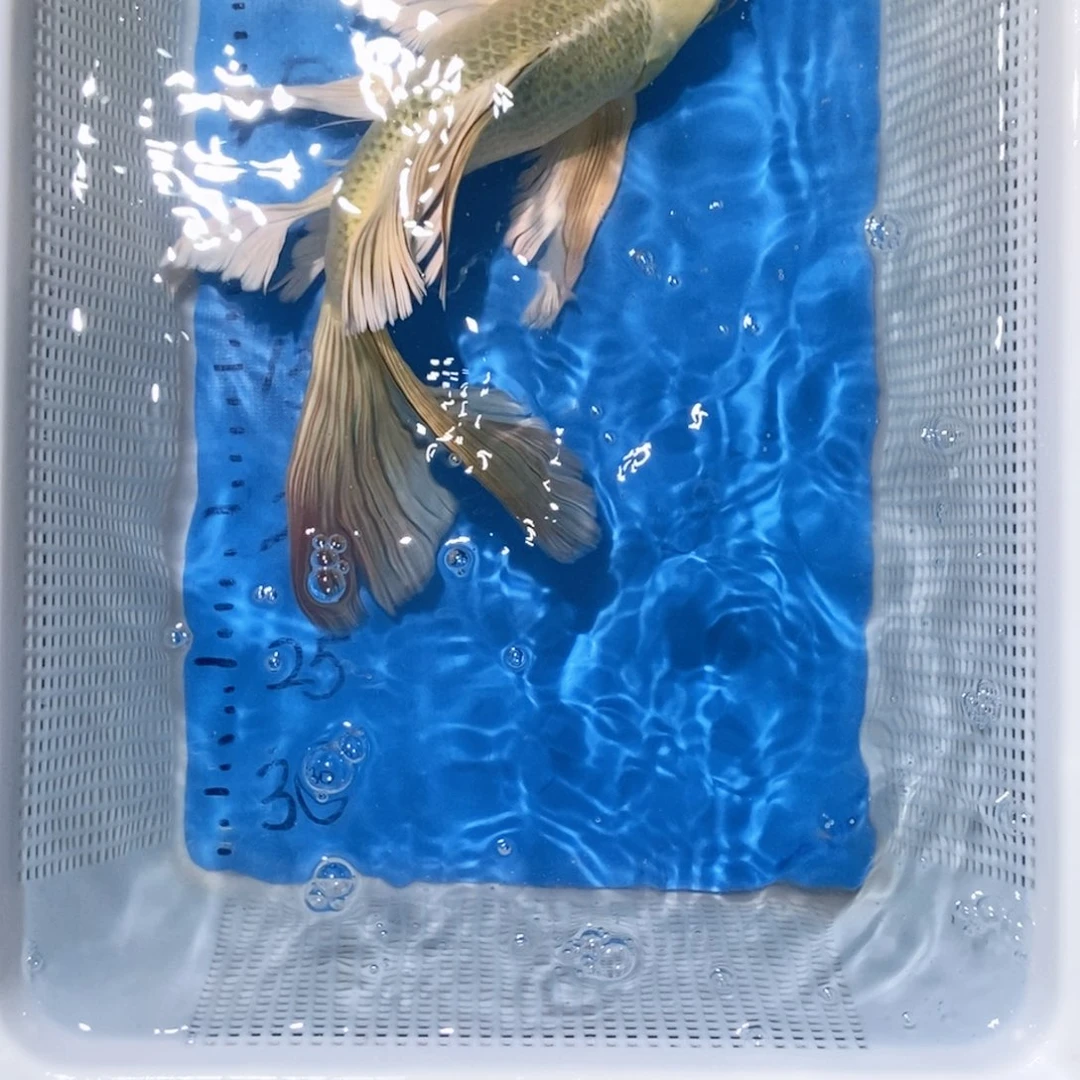 锦鲤锦鲤包邮包售后