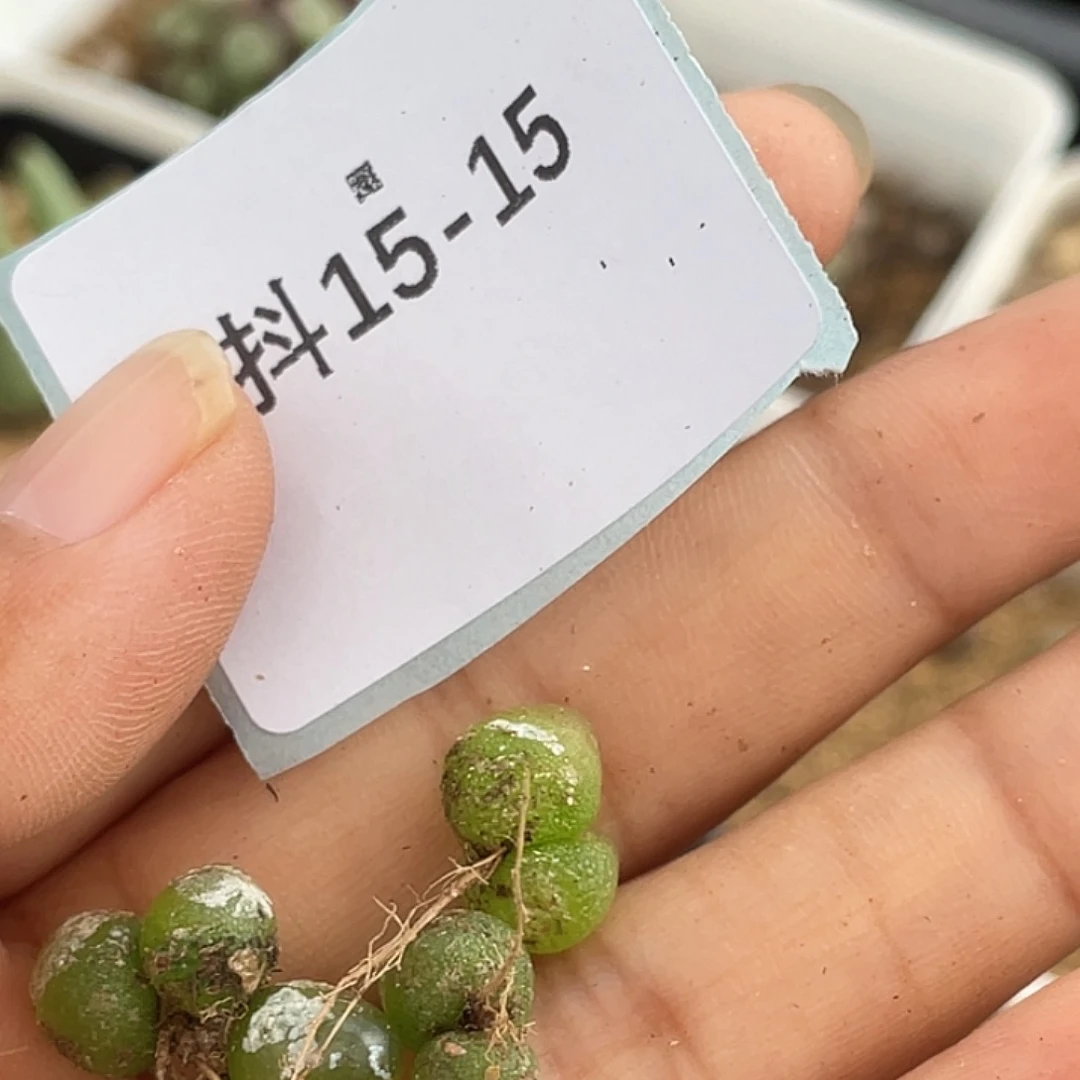 *****15-15小灯泡多肉植物
