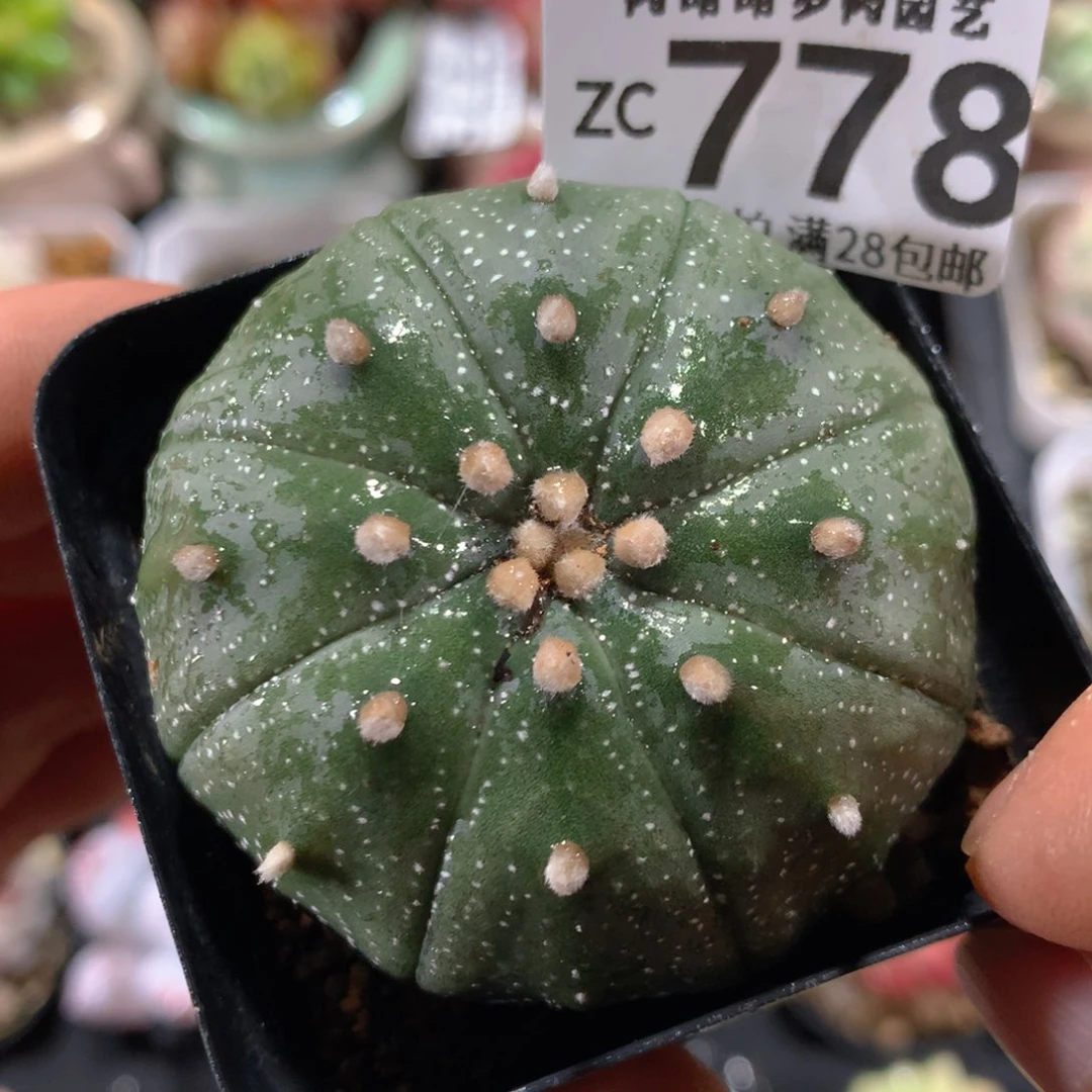 5CM拇指盆精控多肉ZC778