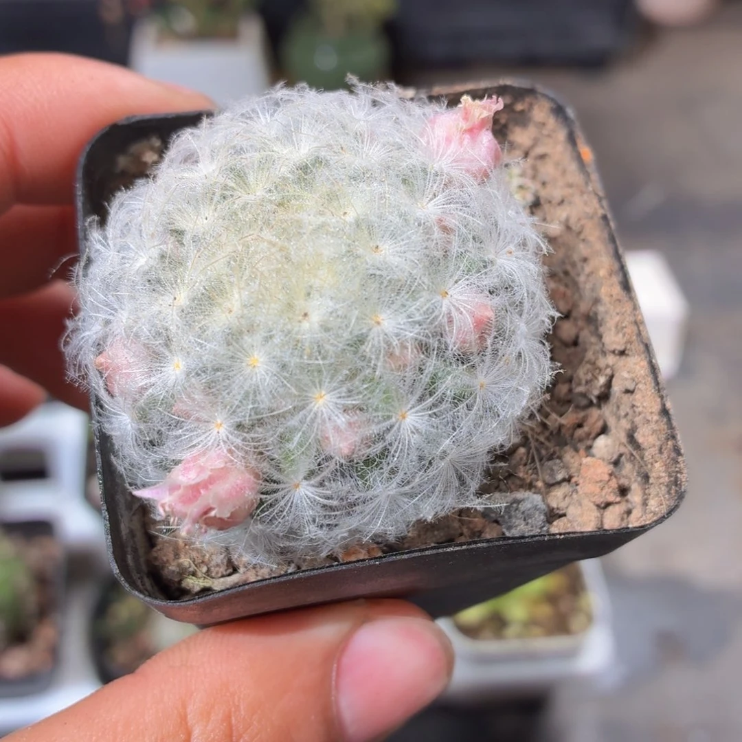 带花苞白星多肉9.9包邮发货