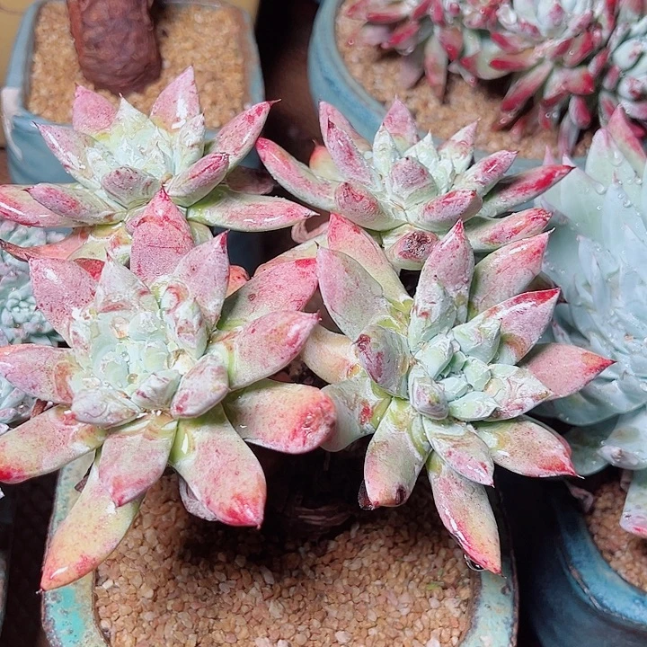 O****8692拇指苹果叶仙女杯多肉