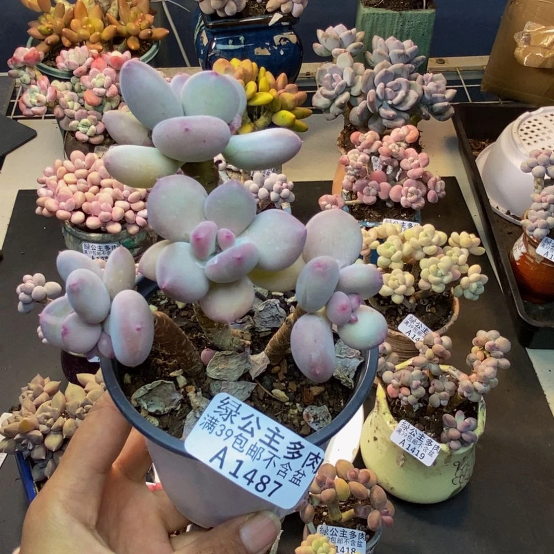 487苹果奶四代多肉7c m