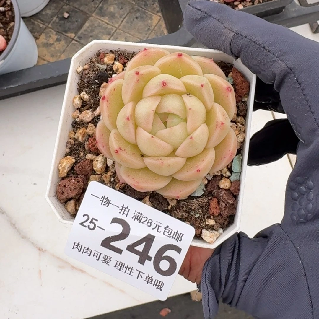 莱拉无盆土发货无