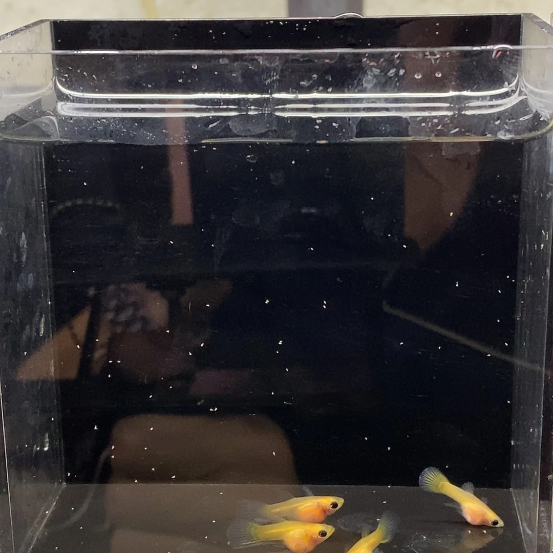 孔雀鱼黄金玻璃猫2公1母