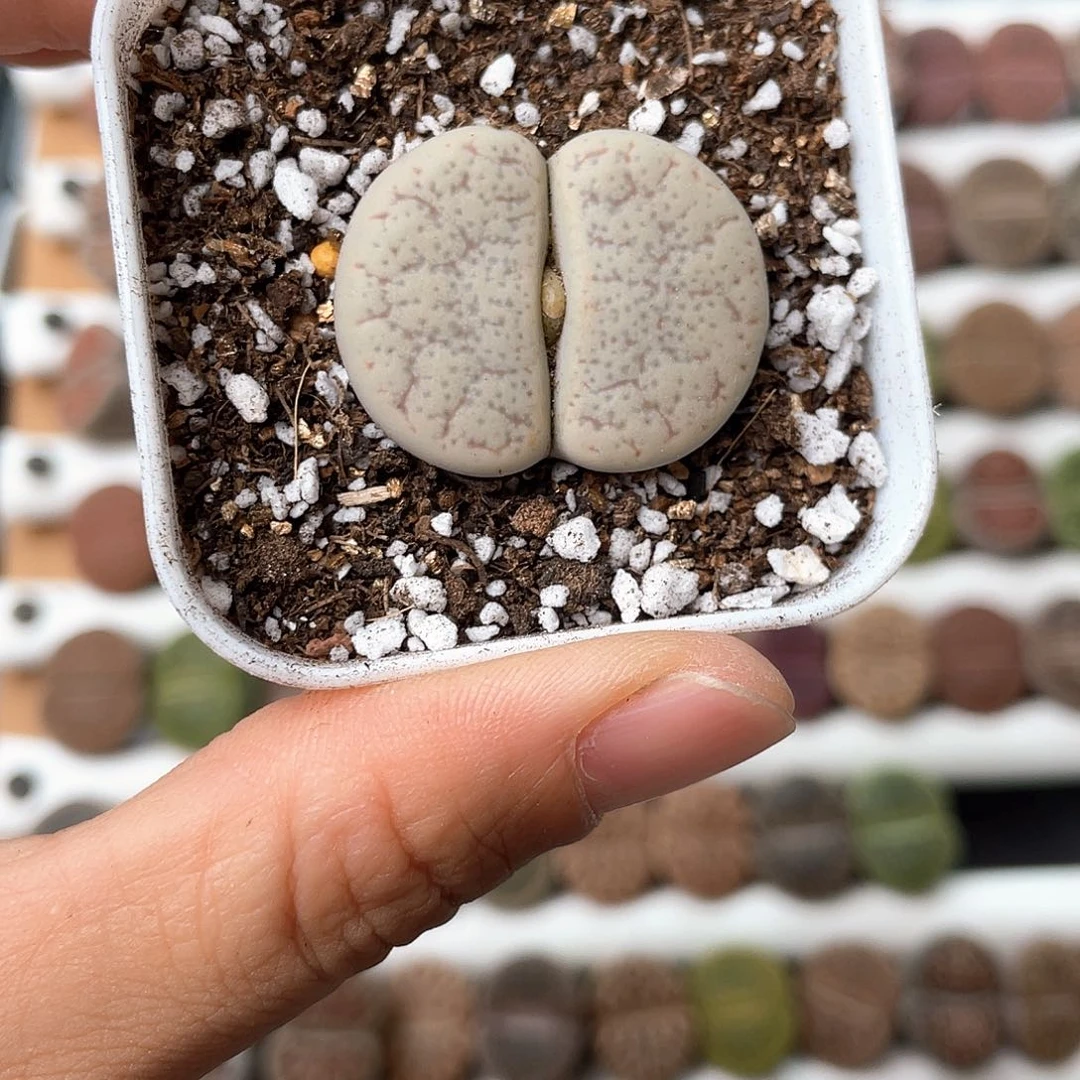 4537大棚清仓甩卖了