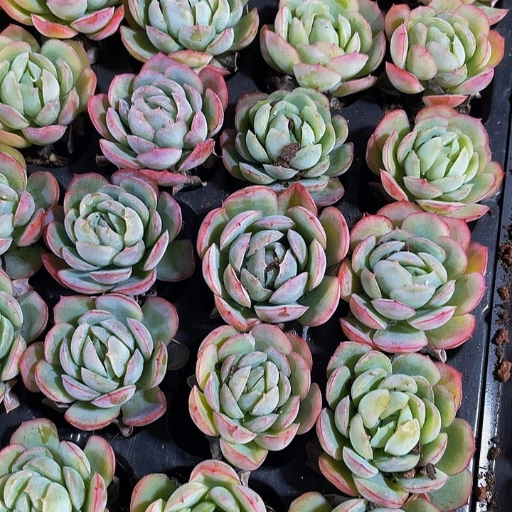 小贝瑞1元带土发货