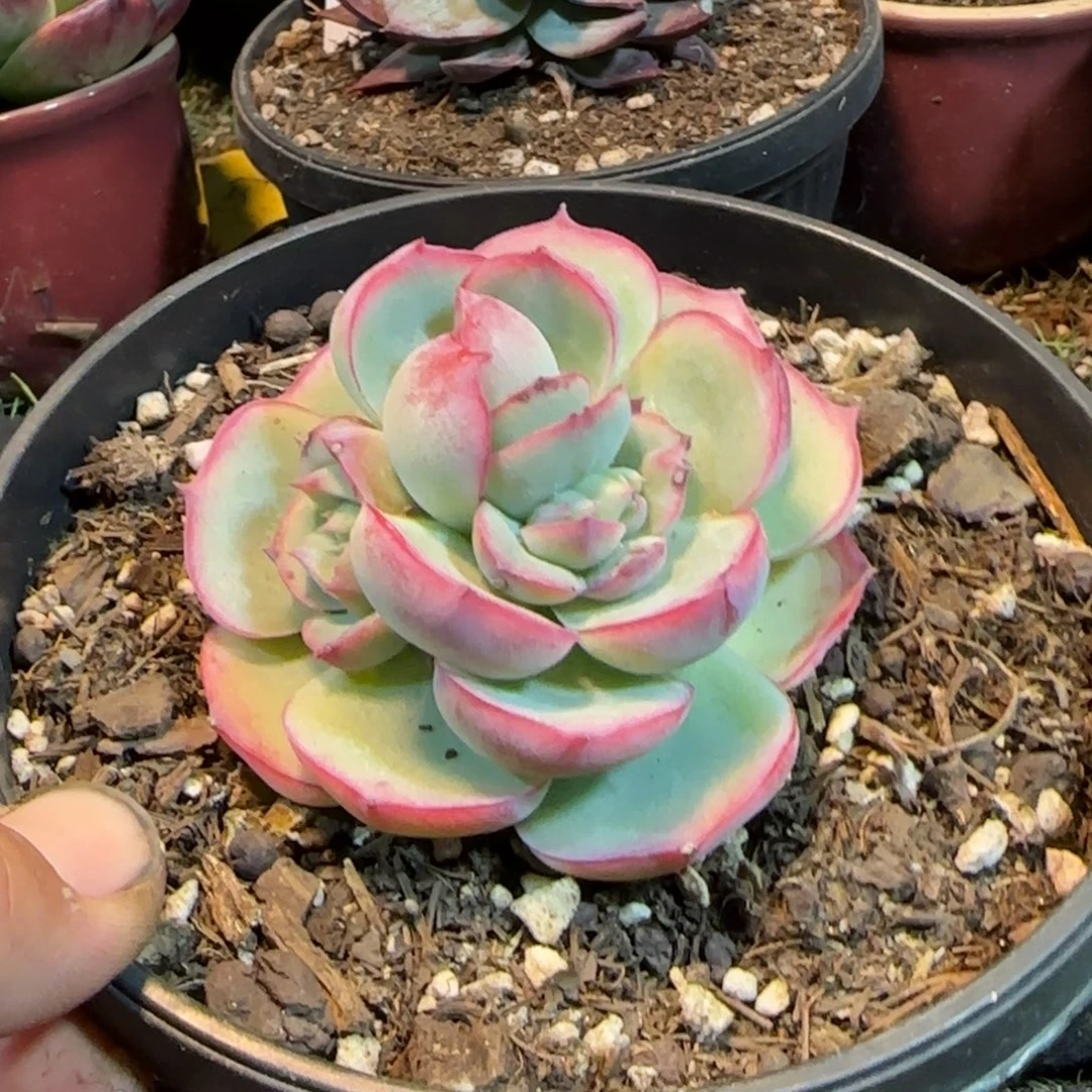 侧影石化多肉植物