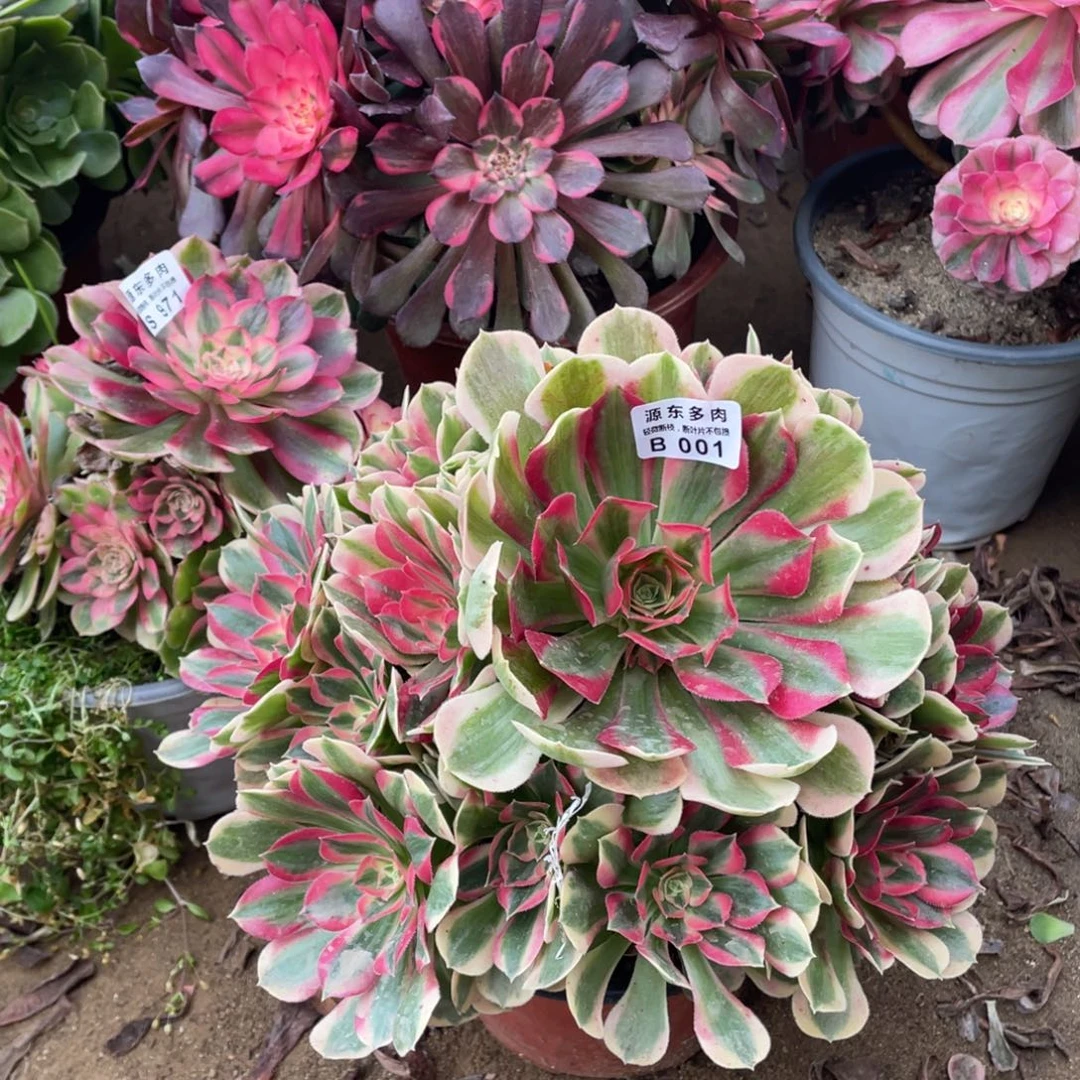 001初恋多肉法师断枝不包