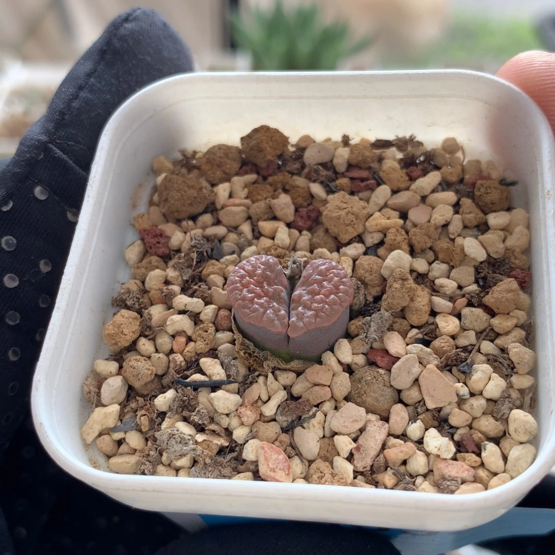 a395磁铁风铃母本