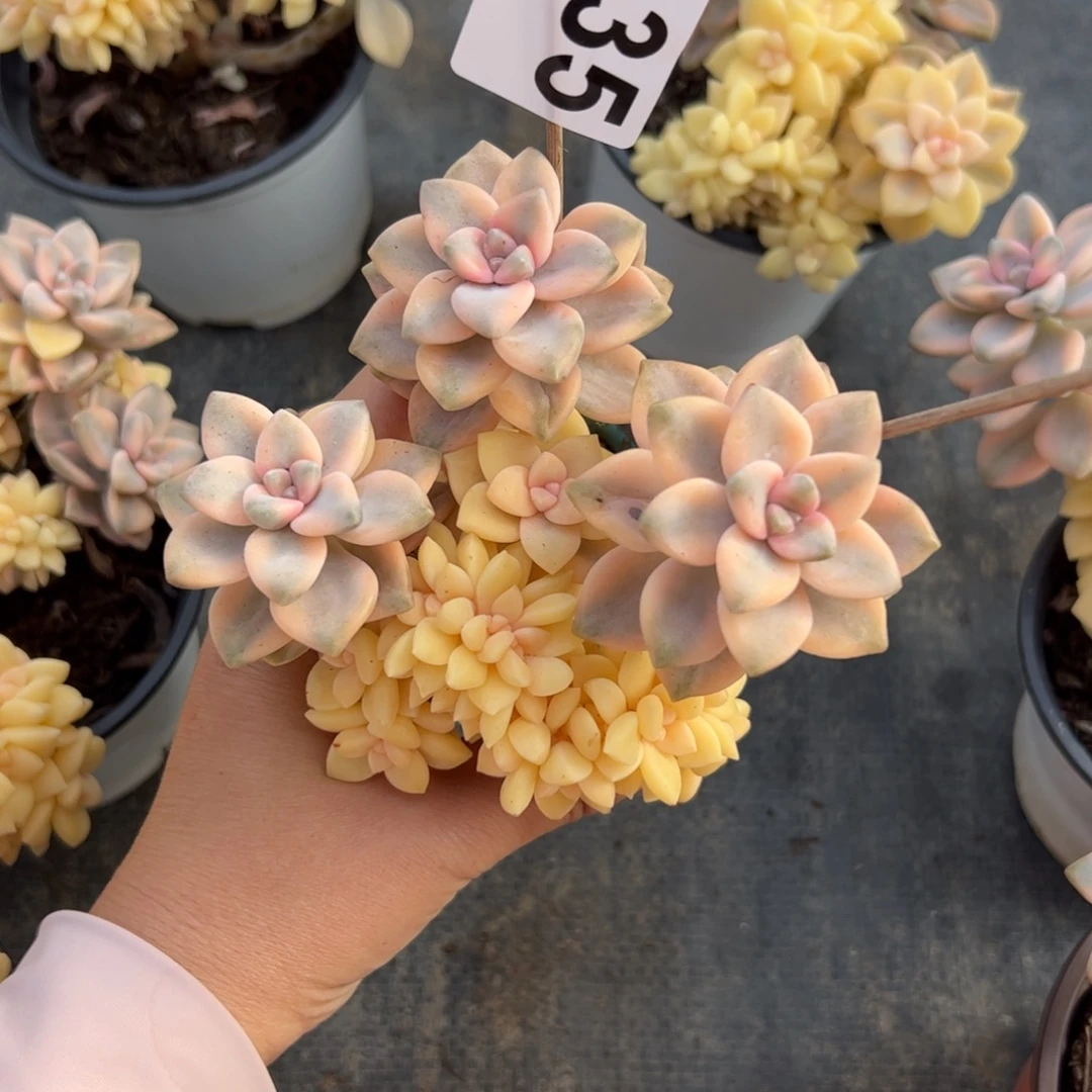 小****035有砍多肉植物组合盆栽