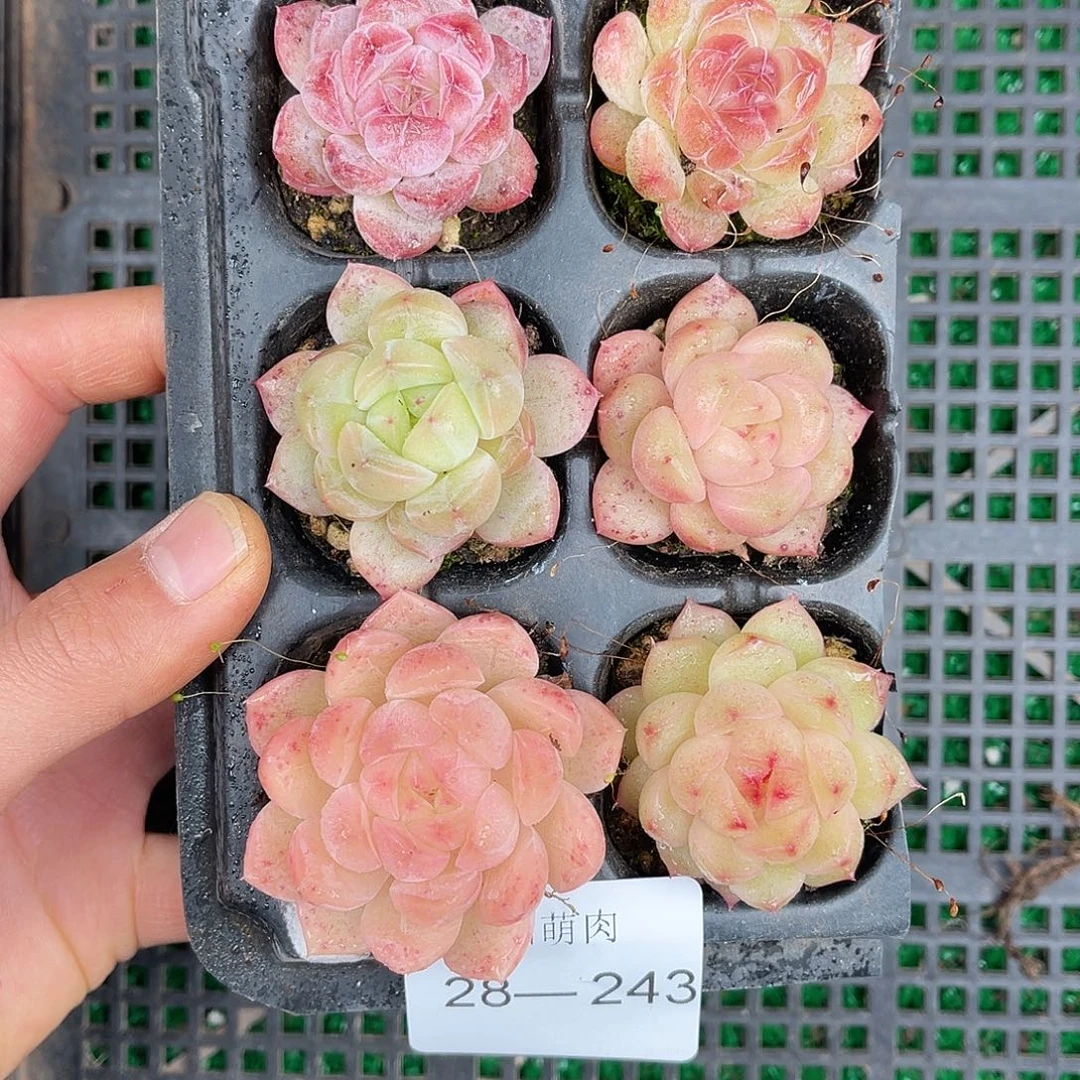多肉一物一拍28-243