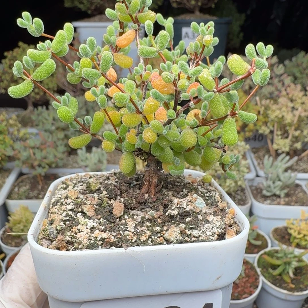 A334翡翠枝干一物一拍