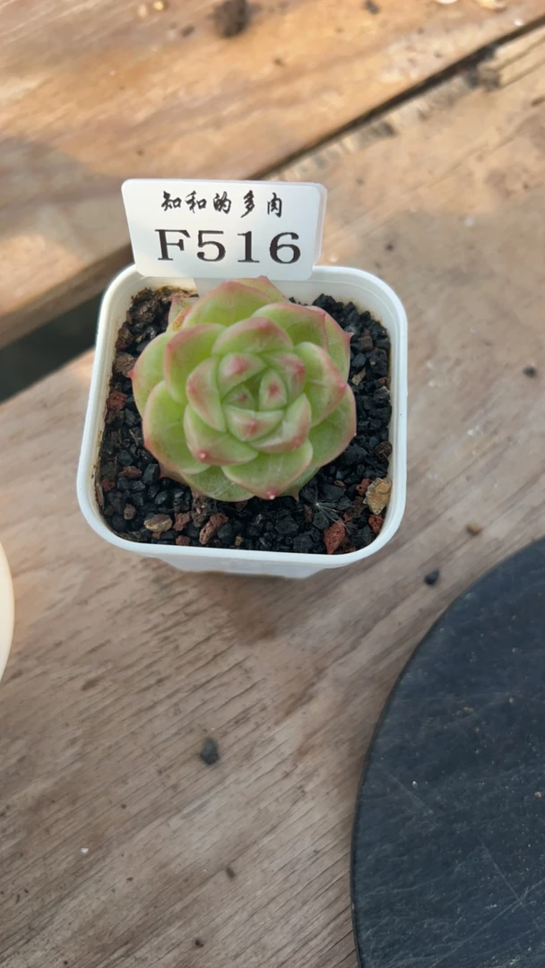 知和的多肉F516专拍链接