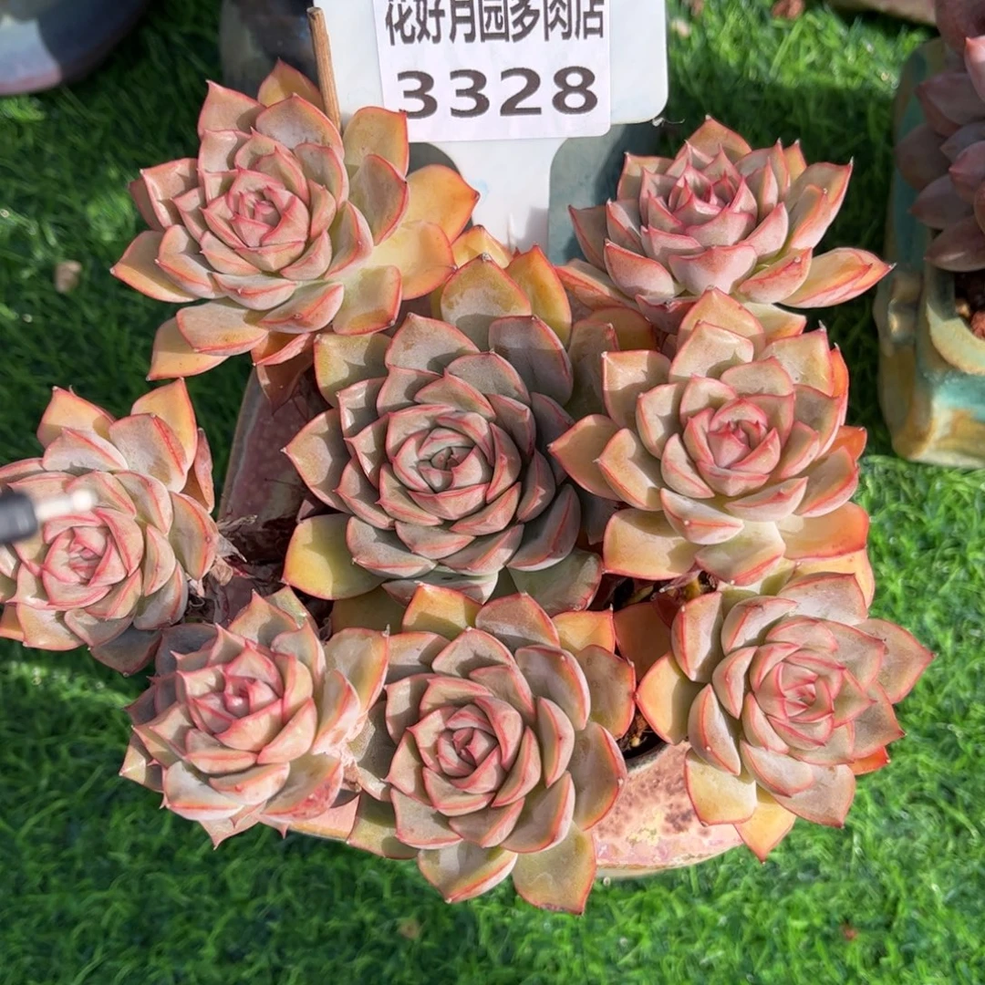 往***生多肉植物3328不带盆