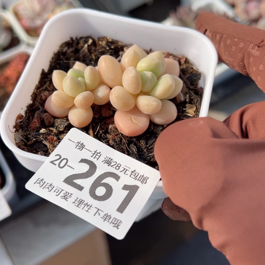 萤火虫奶多肉多肉