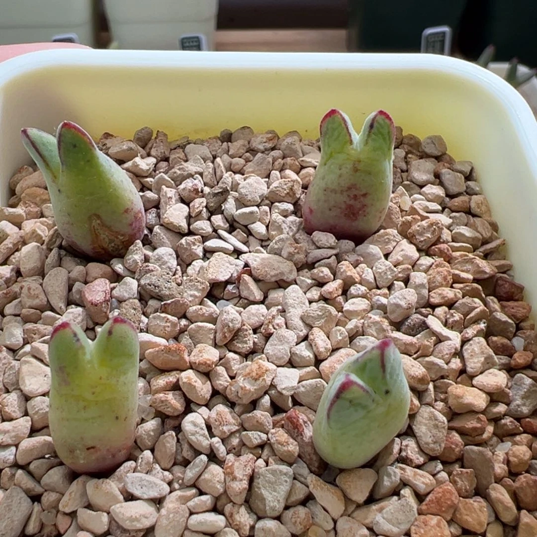 846。园艺优选985猪蹄母本。四颗