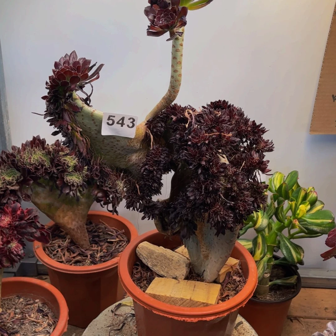 多肉植物黑法师缀543