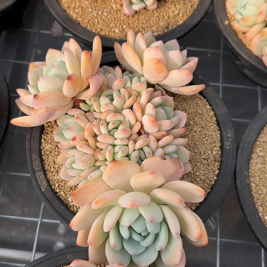 从前慢花园精选冷香