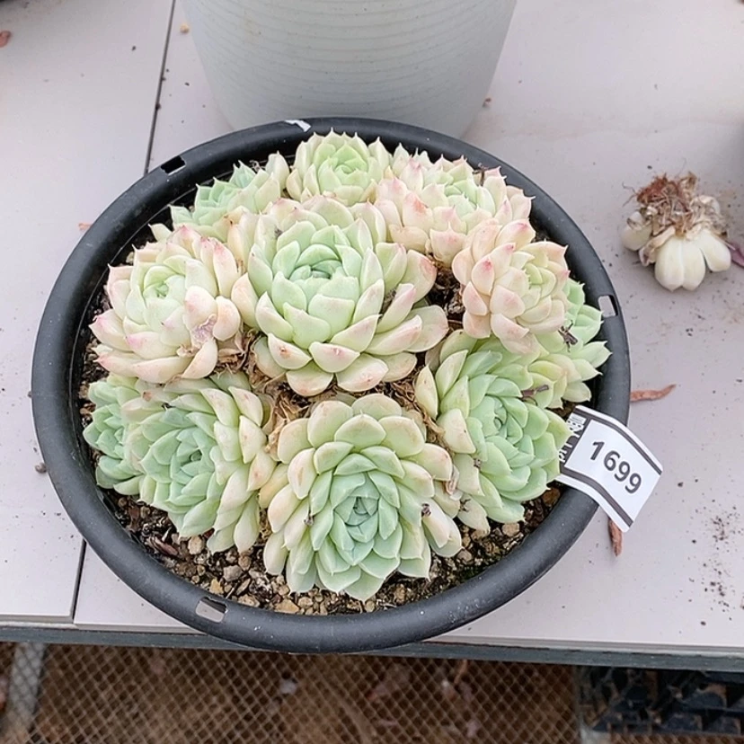 【闪购商品】?**煜白月影1699
