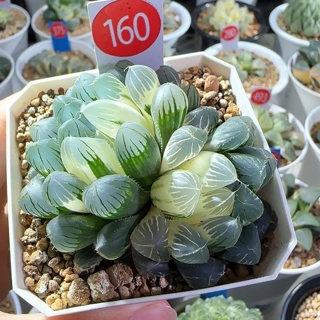 160号花翼玉露锦一物一拍带盆土