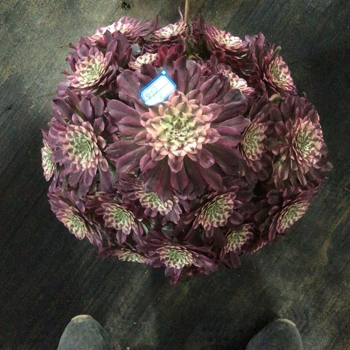 913辉煌多肉法师