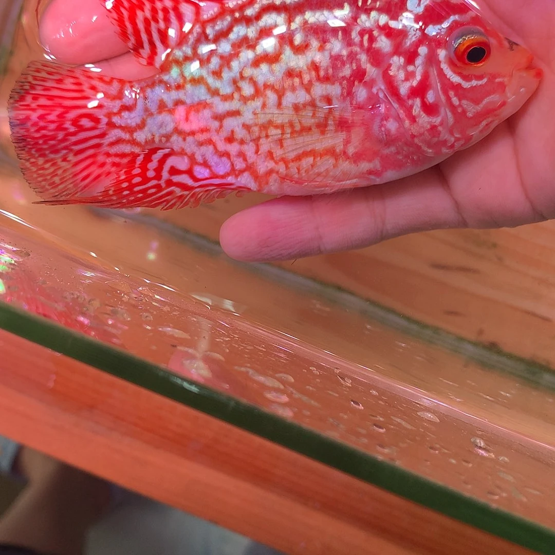 罗汉鱼11234567889