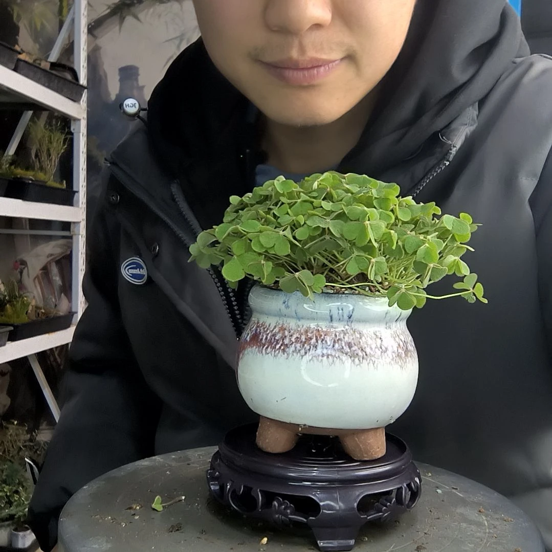 非*甜小盆景小植物一物一拍169