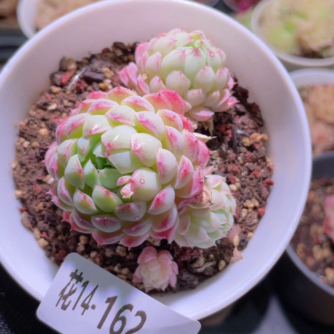 花利美14-162羊脂球