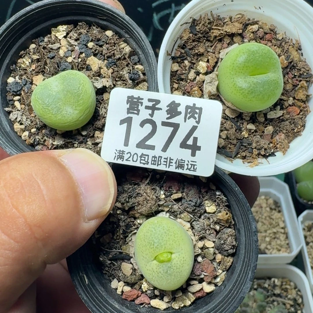 翠光带盆土。