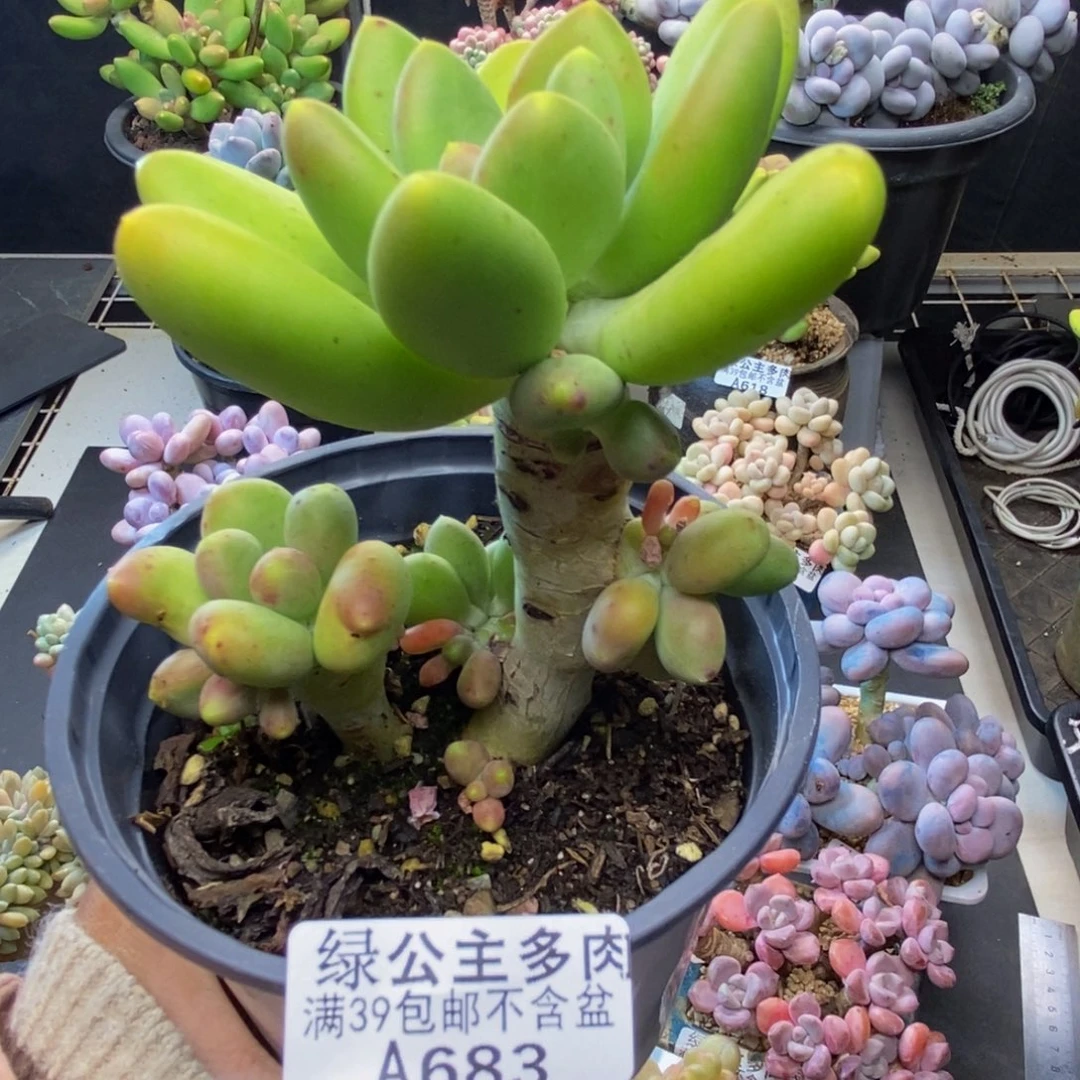 683芒果奶多肉7c m