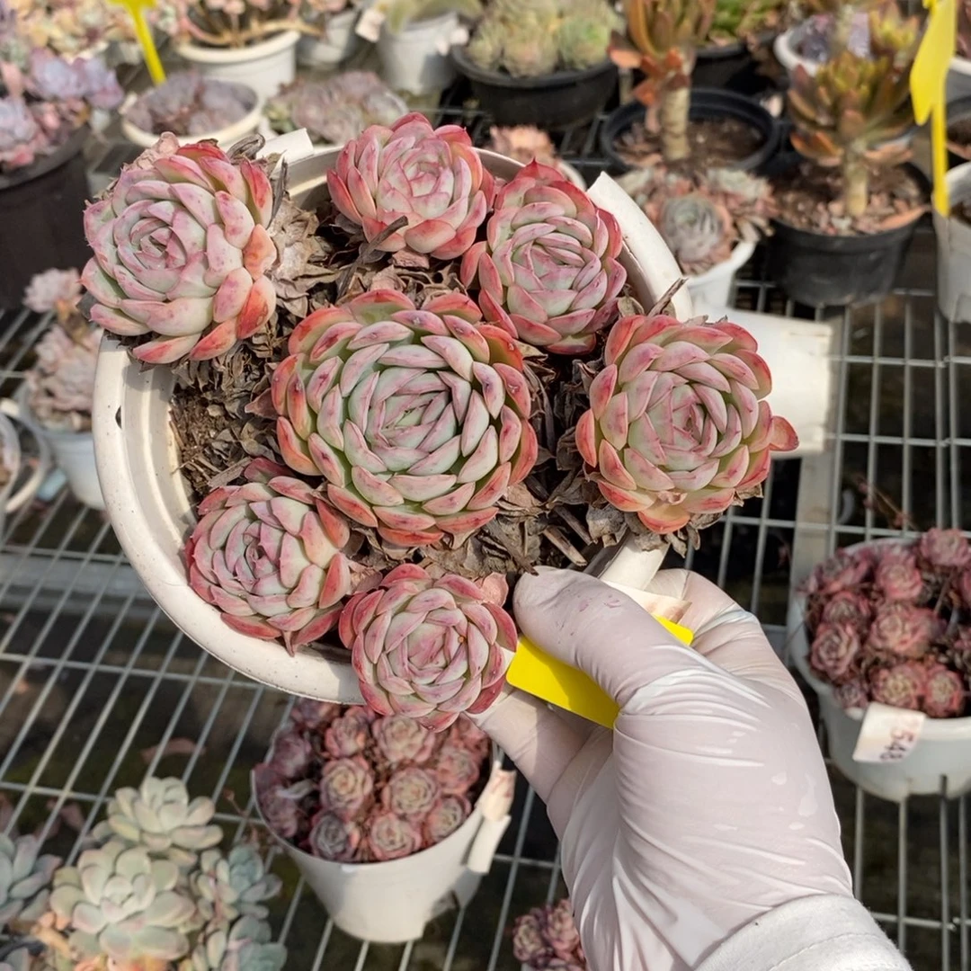 402草莓冰一物一拍