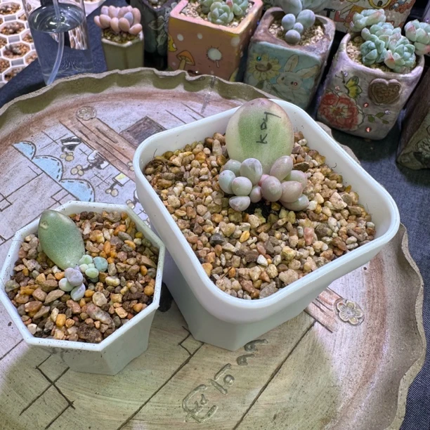 多肉植物一物一拍 宽蛋黄 杏子