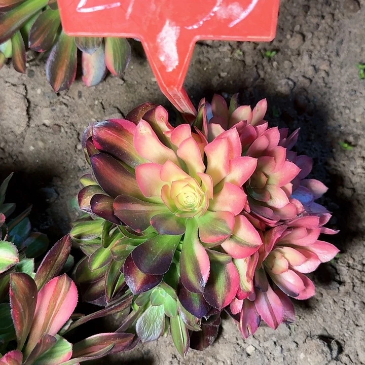 2-53流星雨多肉法师