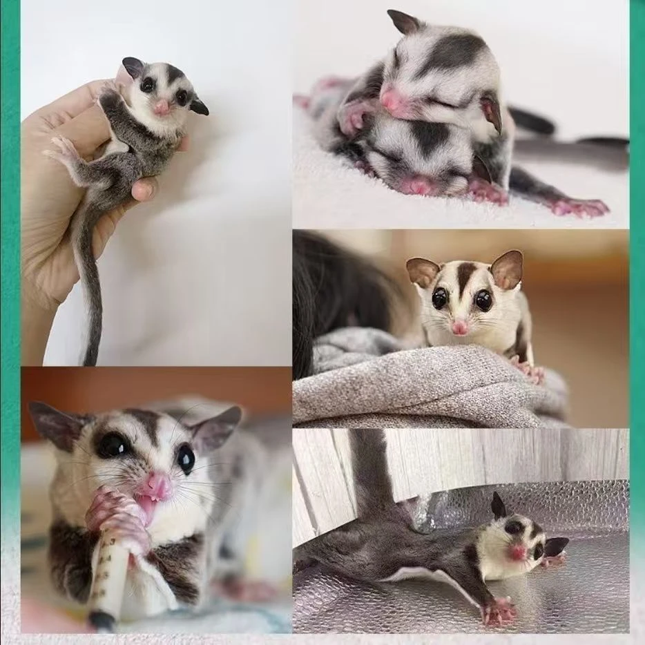 家养蜜袋鼯普密纯白可爱宠物活体飞鼠滑翔亲人可训练