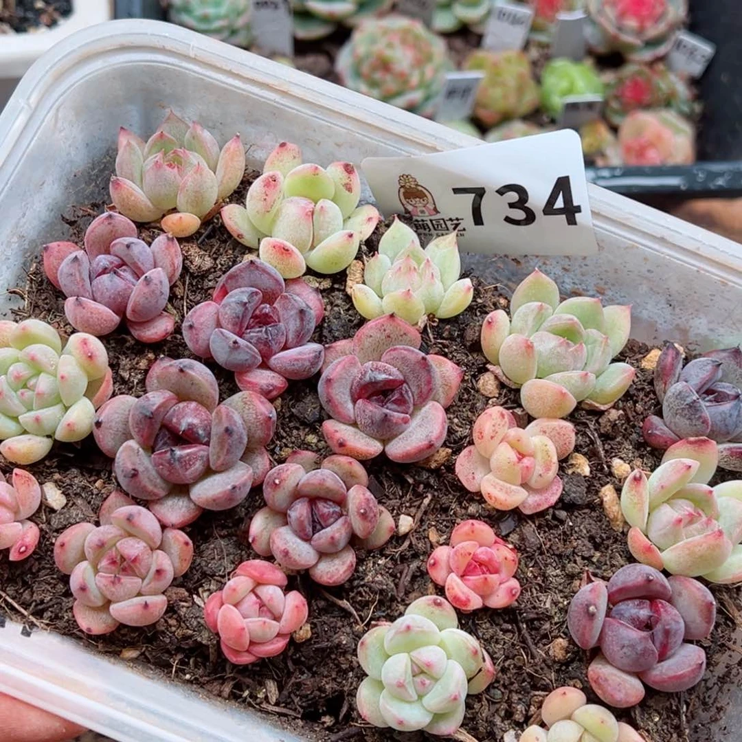 多肉植物多肉植物